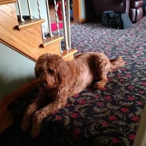 Meet your Posher, Bob